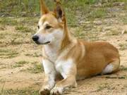 A ‘Huang Dog’-Like Australian Wild Dog, Surprisingly Became Australia’s Strongest Predator