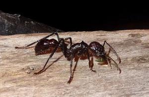 The Top 10 Most Dangerous Insects in the World - Mosquitoes Rank First!