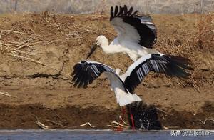 Hunchun Eight Links Garrison: Has Become an Eastern White Stork Migration Stopover!