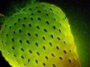 One Flower, One Fruit, Caring for Everything, One Strawberry, One Heart! Hope Born from Despair.