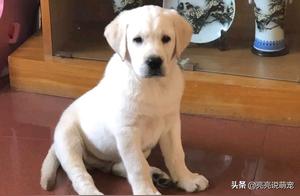 Netizens Take Their Labrador to the Beach to Play, Its Walking Posture is Too Assertive