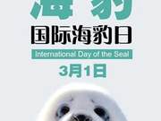 International Seal Day: They Are So Cute, Please Don't Hurt Them