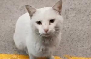 Wandering Cats Beg Excessively for Affection, Follow Humans to Discover They've Been Tricked: Scammers!