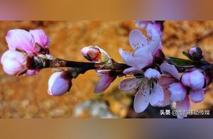 Illustrated Jingjiang Valley HuiShan Xingang Peach Blossom Garden