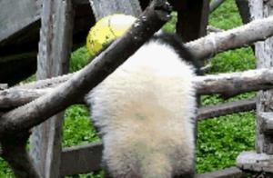 7-Hour Death Livestream: Half-Year-Old Panda Suffocates by Rope, Suspended for 7 Hours Without Notice
