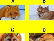 Which pair of fox eyes makes you feel uncomfortable, and accurately measures how high your emotional intelligence is?