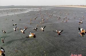 Asia's Largest Desert Reservoir: Melting Ice and Snow, Migratory Birds Soar