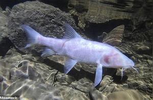 Largest Giant Blind Fish Discovered in Underground Water Pool of a Cave in India