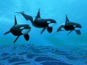 Talkative Killer, Orcas Are Also Its Prey, Friendly with Humans