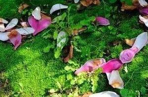 The Most Sad Spring / Poem by Zhang Chao