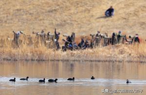 Fangshan: Dozens of 'White Crowned' Ducks Play and Frolic in the Water at Red Flag River Park