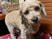 A 'Fate' Found on the Side of the Road: It Turns Out to Be an Angel Sent by the Deceased Dog, Let's Walk Together