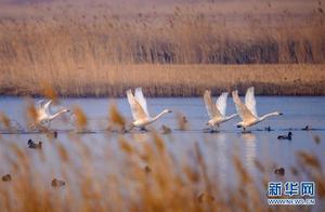 Jilin Zhenlai Welcomes Peak Season for Migratory Birds Returning North