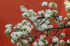 Can't Contain the Spring Colors of the Full Garden? Perhaps the Garden is Too Small – Let's Take a Look at the Spring Scenery in the Forbidden City