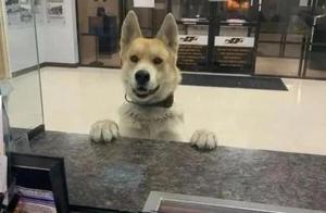 Dog Goes to Police Station to File Report: Where is its Owner?