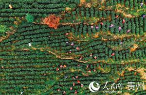 Qixinguan District: Ten Thousand Acres of Tea Hills Compose the 'Tea Picking Melody' of Happiness