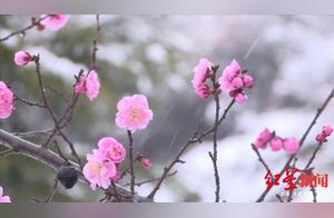Magnificent! Jiuzhaigou Transforms into a Silver-Clad Wonderland Overnight, Featuring 'Peach Blossom Snow' in Early Spring