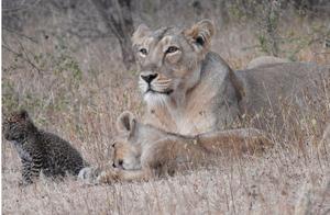 Wild Leopard Abandoned by Mother, Adopted by Lion, Tragic End After 29 Days