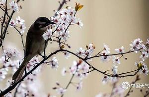 Chongqing Red Maple Blossoms: Birds Stage a Spring Scene