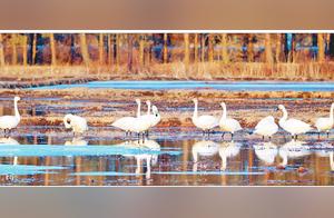 Spring Breeze Brings Warmth, Migratory Birds Return