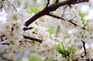 When the flowers bloom in abundance, it is then that the leaves truly depart.