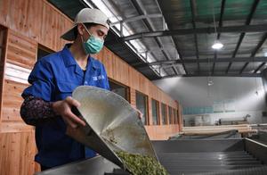 Spring Tea Fragrance Boosts Harvest in Longchang's Jiangnan