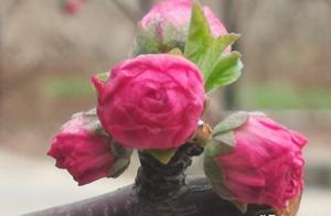 Rain Nourishes Spring Flowers, Intent Intensifies