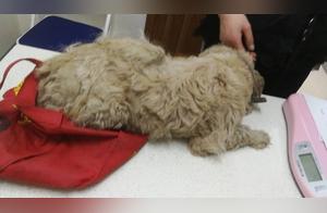 Teddy Bear with a Large Belly Wandering on the Road, Owner Wants to Abandon It - What Should We Do?