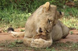 Lion Refuses to Eat Turtle, Biting Shell and Showing Frustration, Internet Users: 'Too Difficult!'