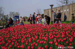 Wuhu Cherry Blossom & Flower Viewing - Chasing Spring