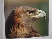 Golden Eagles of the Yellow River Delta