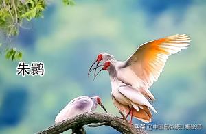 Swallows (Hirundines) – There are currently 6 species recorded in China, offering opportunities for appreciation and identification.