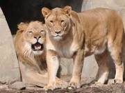 Lion Couple Fall in Love at First Sight! After 12 Years Together, the Male Lion Passes Away 10 Days Later, and the Female Lion Follows Him to Heaven