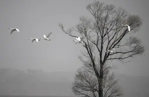 Yellow River Shoals Welcoming Migratory Birds