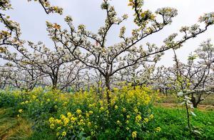 Reservations Now Open! Go to Shushan Village to See Cherry Blossoms This Saturday!