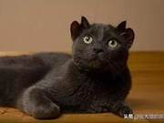 Is This a Cat or a Miniature Beast? A Four-Eared Cat Goes Viral Online, Have You Seen One?