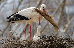 German White Storks Court and Nest Building During Breeding Season – A ‘Romantic Love Drama’ Unfolds