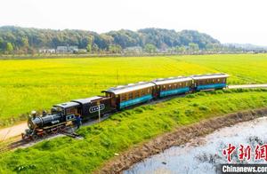 Oilseed Flower Sea Spreads Across 5,000 Mu in Dolin Ancient Town, Ningxiang City, Hunan