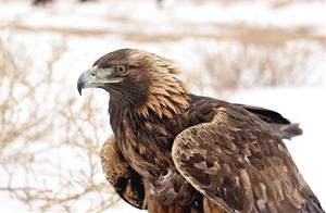 Wild Golden Eagles Return to Nature