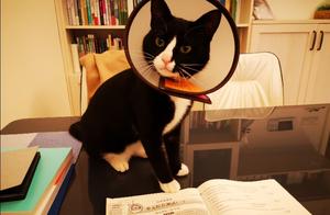 Cow Cat's Domestic Life