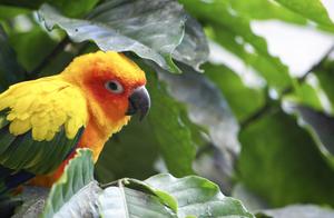 Parrot Skin Itching and Hair Loss: Three Types of Mites May Be Involved, and Here's How to Easily Distinguish Them