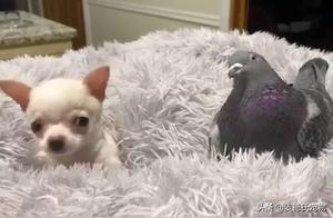 When a Little Dog Can't Walk Meets a Pigeon That Won't Fly... It's Seriously Adorable!