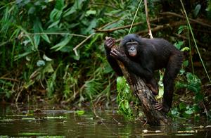 Is Animal Mating Just for Reproduction? Scientists Say: It Can Also Be for Making Friends