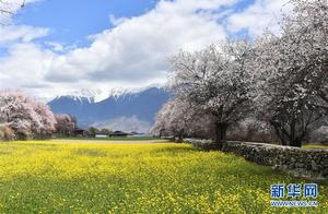 Litang Peach Blossom Bloom