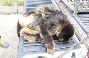 Weakened Body, Unable to Keep Up with the Troop! Full Aid Saves ‘Lost Single’ Golden Monkey