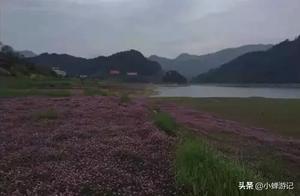 Jade Mountain Dingjiadu in Yangchun Spring, Already Full of Greenery - Come and See the Blooming Purple Cloud Ear Flowers!