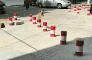 There's no boundary in a dog's life that you can't overcome; happiness is the ultimate goal, haha!