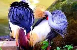 This is a Colorful and Vibrant World, with Animals of All Colors