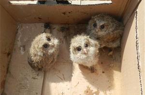 A Fluffy Creature Was Found in the Range Hood Pipe, Causing the Female Owner to Be Scared, But the Child Was Excited