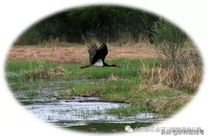Surprising Wetland 'Giant Panda' Spotted in Xinzhou – Black-crowned Crane